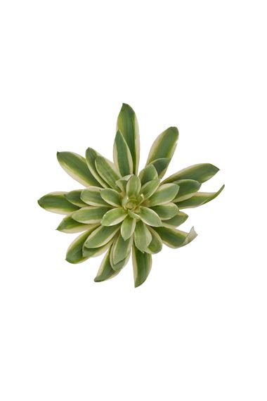 Агава small