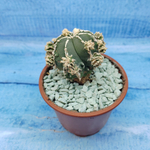 Astrophytum Myriostigma "Hakujo Fukuryu"  (Астрофитум)