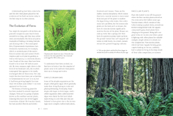 Ferns: Indoors - Outdoors - Growing - Crafting