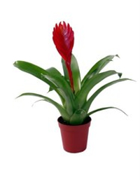 Вриезия (Бромелия)