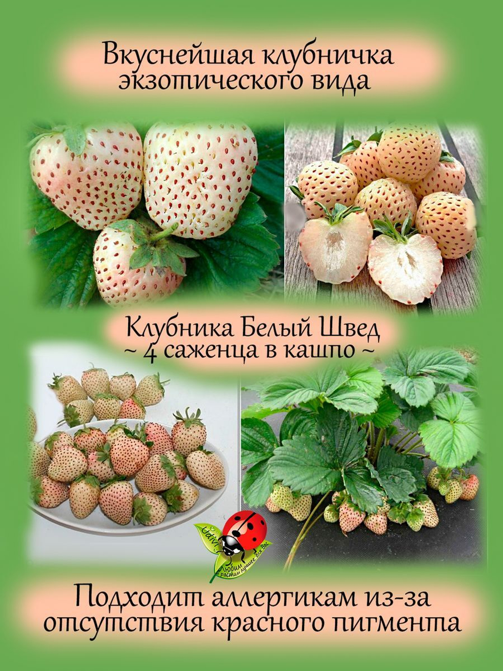 Клубника Белый швед белая