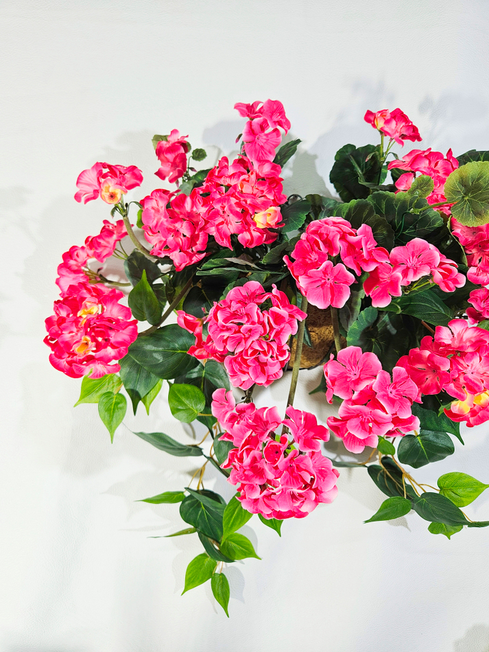 Герань густая малиновая 35см в настенной коковите