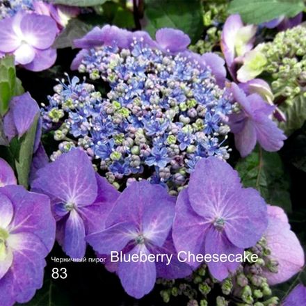 Blueberry Cheesecake/ Блюбери Чизкейк (Стандарт поставки Р9)2025г.