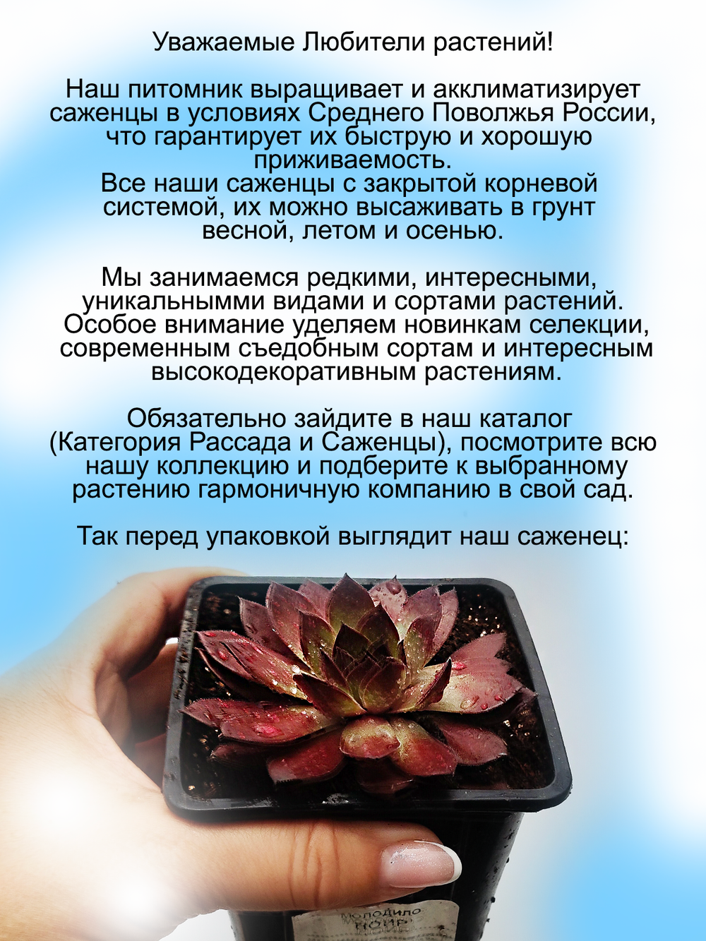 Молодило Ноир шоколадно-малахитовое 2