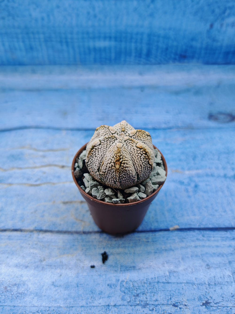 Astrophytum Asterias "Super Kabuto" (Астрофитум)