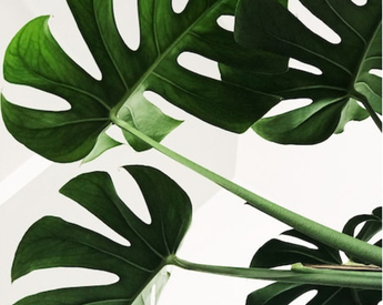 Проверка канонического урла