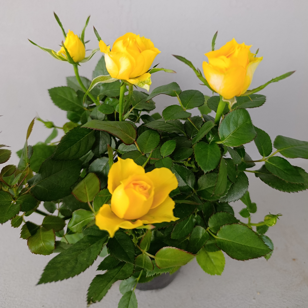 Роза кордана