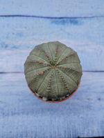 Euphorbia Obesa (Эуфорбия)