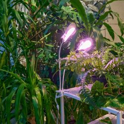 ULT-P35M-15W-SPLE-TM IP40 WHITE LEAF Светильник для растений светодиодный с таймером. на прищепке. Спектр для фотосинтеза. TM Uniel