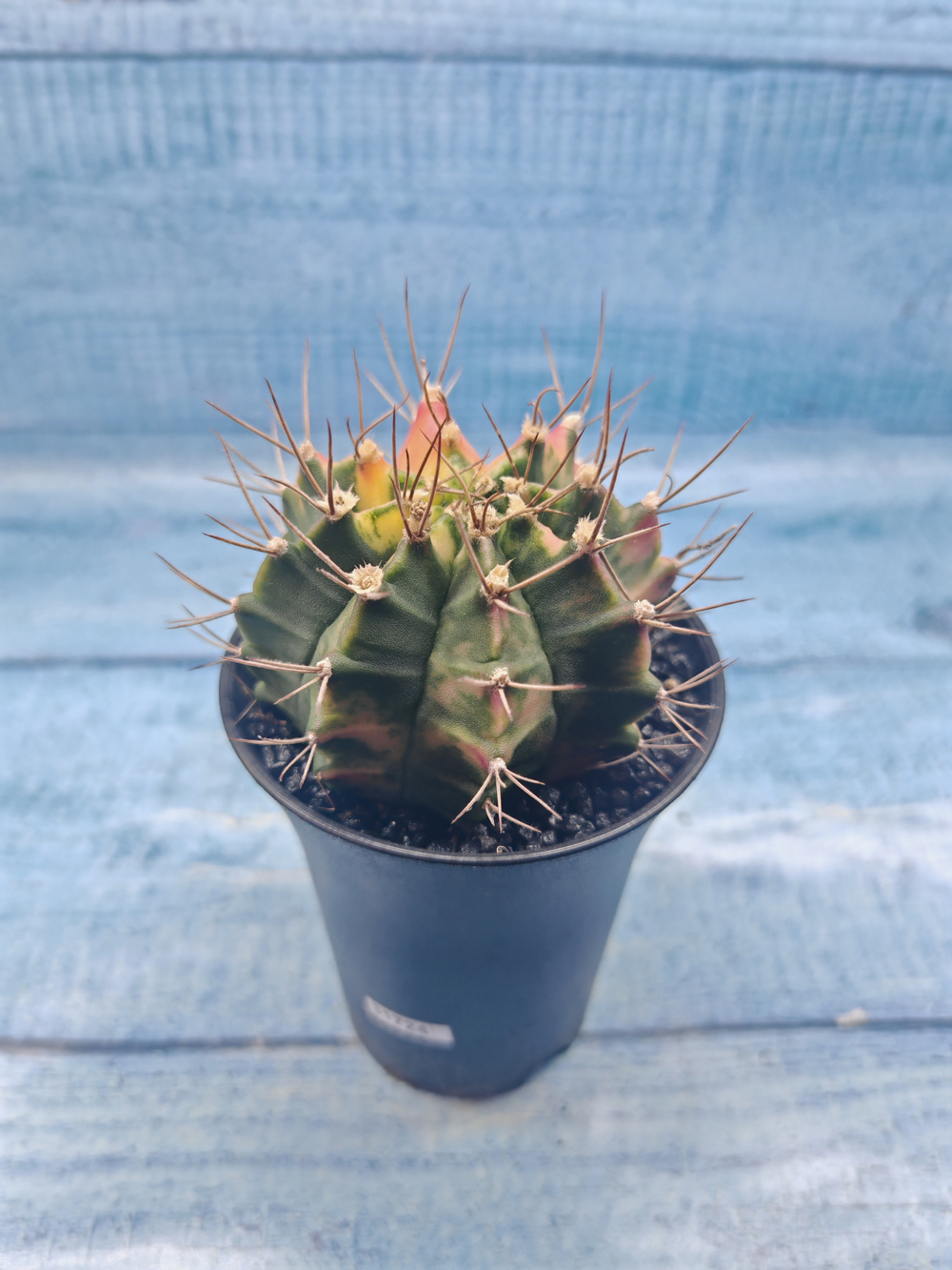 Gymnocalycium Variegata (Гимнокалициум Вариегатный)