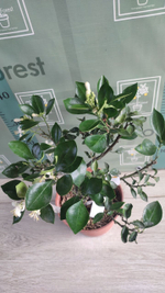 Citrangequat ‘Quatre Saisons’