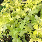 Филодендрон GOLDEN