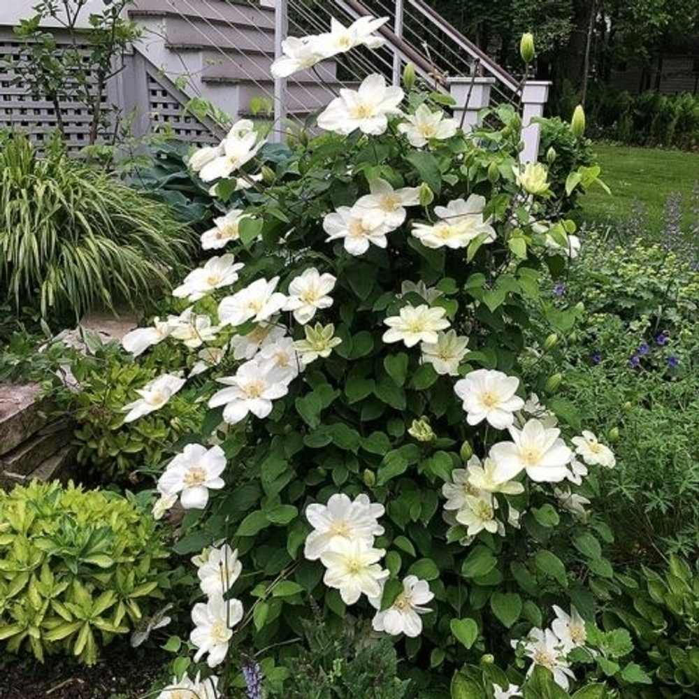 Клематис Guernsey Cream (2 группа обрезки)