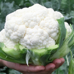 Капуста цветная Абени F1 10шт Мировые Семена VITA GREEN