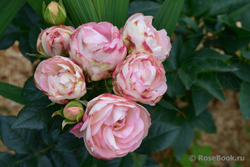 Роза Лавли Рококо С4 Закупка М16 июнь 2026