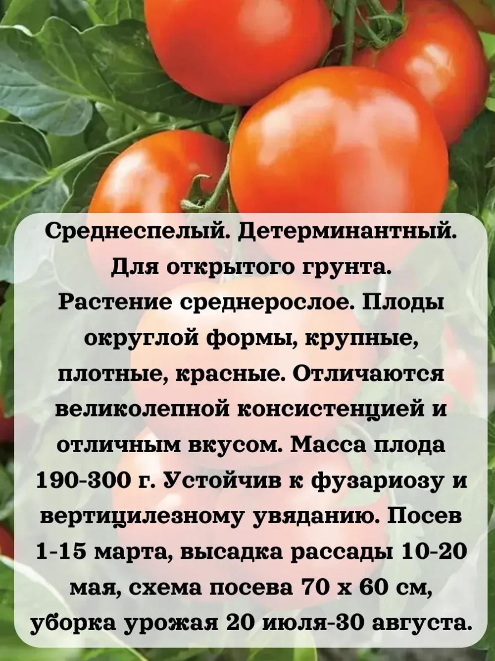 Семена Томат Джина ТСТ 0.2 гр