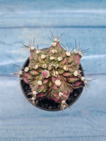 Gymnocalycium T-Rex Pink hybrid (Гимнокалициум T-rex)