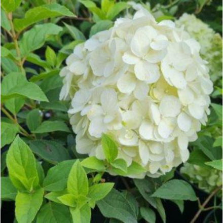 Пануччи «Panucci» С3