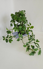 Шеффлера 1+1 / Арт 4240