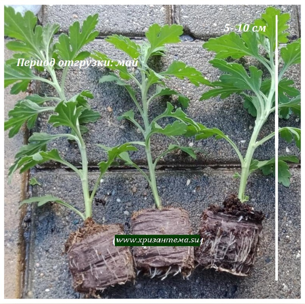 черенки хризантемы