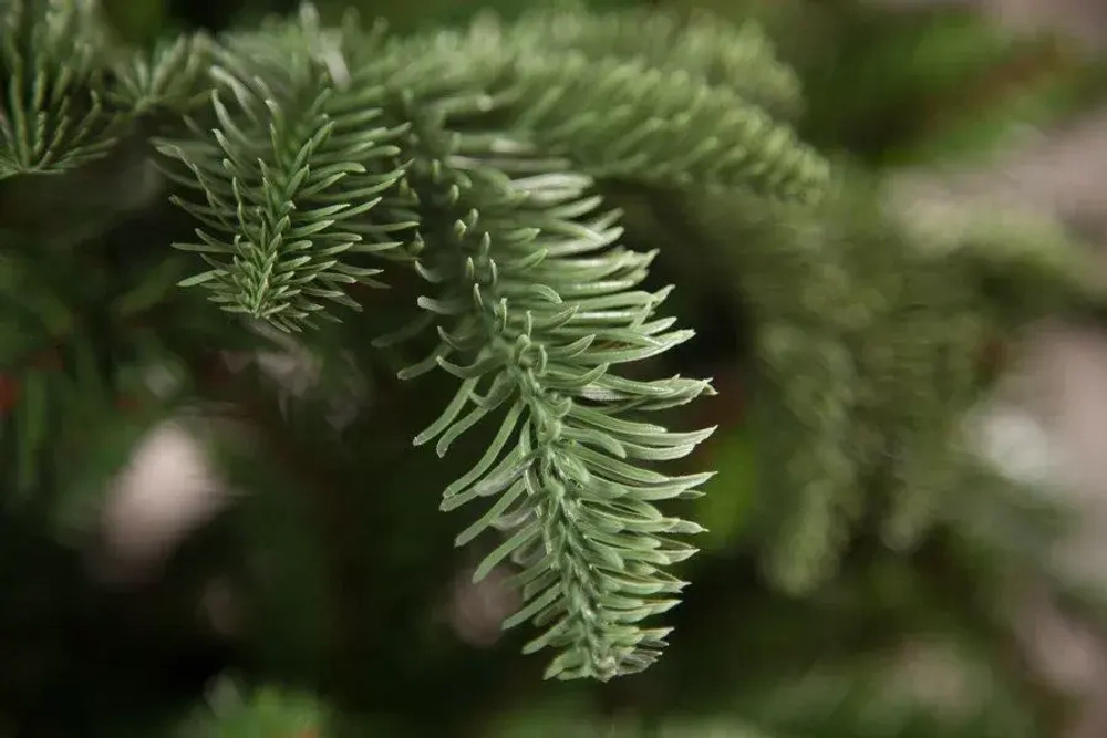 Елка Нормандия пушистая 155 см., литая хвоя+пвх, Triumph Tree (72049)