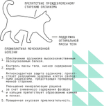 Сухой полнорационный корм для стерилизованных кошек AJO Cat Sterile Weight Control, контроль веса, с курицей, 1,5 кг