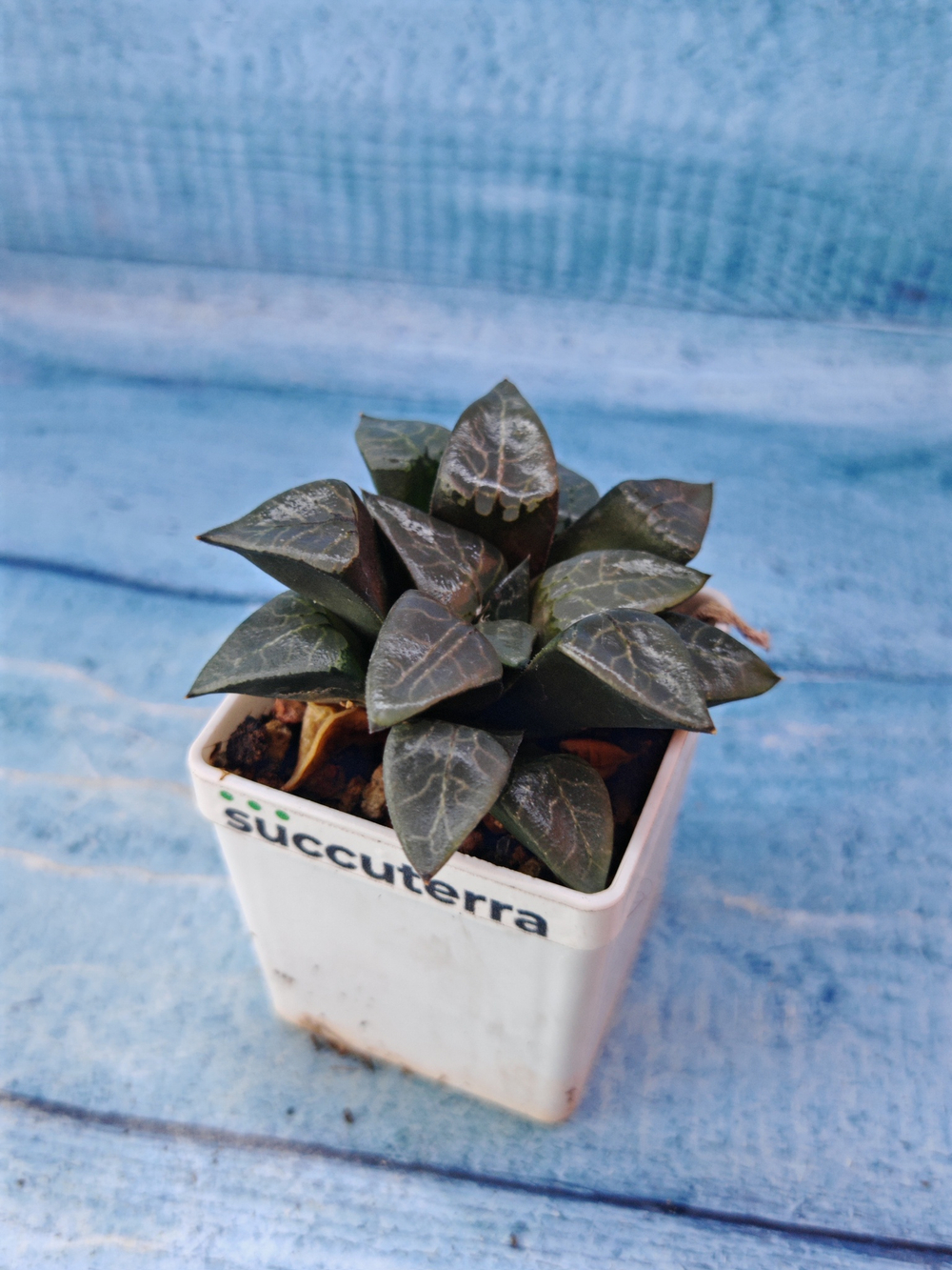 Haworthia Bayeri x Comptoniana (Хавортия)