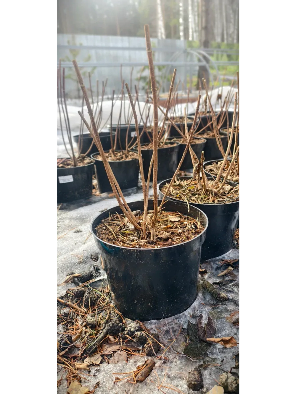 Гортензия метельчатая Пинк энд Роуз 10 л