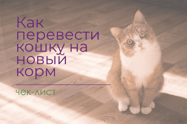 Как перевести кошку на новый корм — простой план без стресса