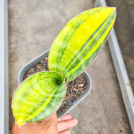 Сансевиерия MASONIANA BOWL VAR