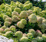 Гортензия метельчатая Пандора (Hydrangea paniculata Pandora)