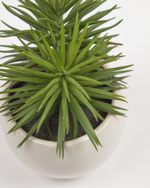 Pino Искусственное растение в белом керамическим кашпо 16 см