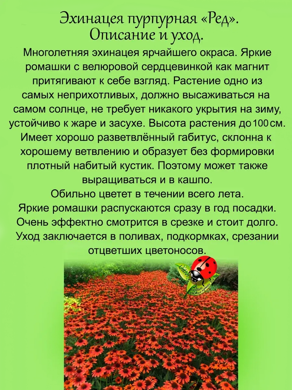 Эхинацея Ред пурпурная многолетняя