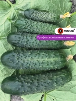 Огурец Ситер F1