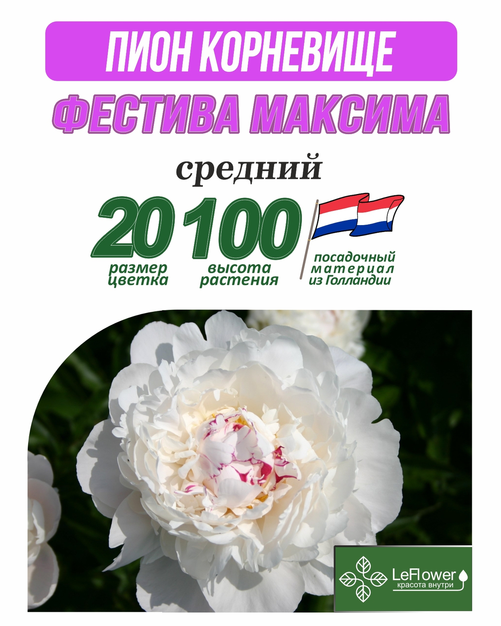 Пион Корневище, Фестива Максима,