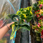 Кротон GAEW MORAKOT