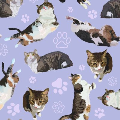 Сладкий кот