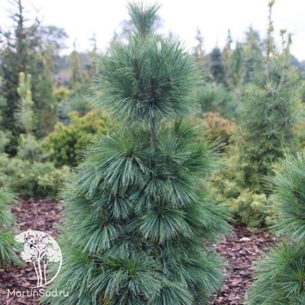 Сосна шверина Wiethorst (Витхорст) 20 см