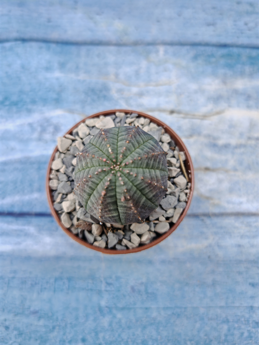 Euphorbia Obesa (Эуфорбия)