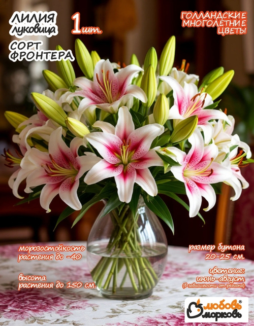 Лилия Луковица, Фронтера 1шт