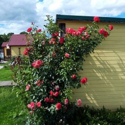 Антика (Antike)