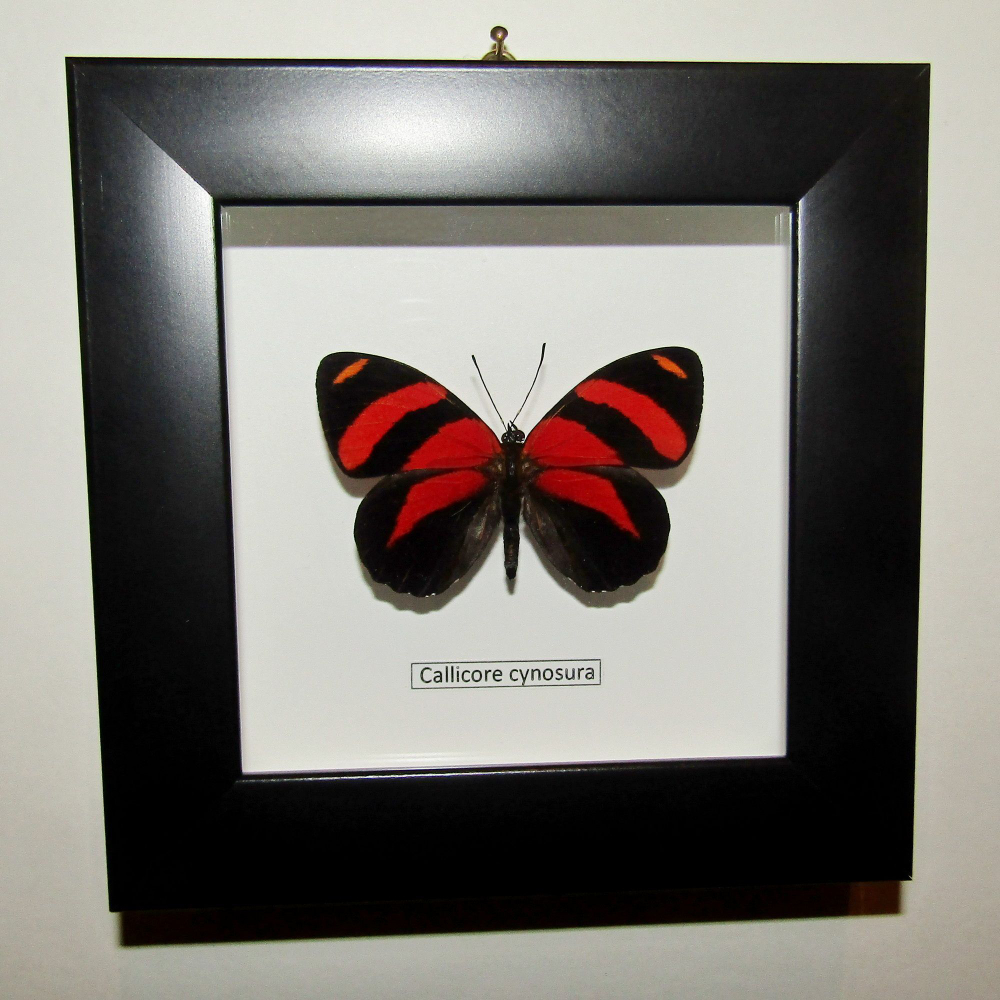 Бабочка Callicore cynosura в рамке