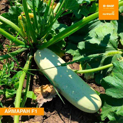 кабачок Аймаран F1