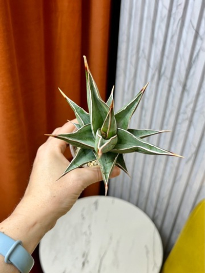 Сансевиерия Пингвикула, D7см Н25см, 1шт, Индонезия