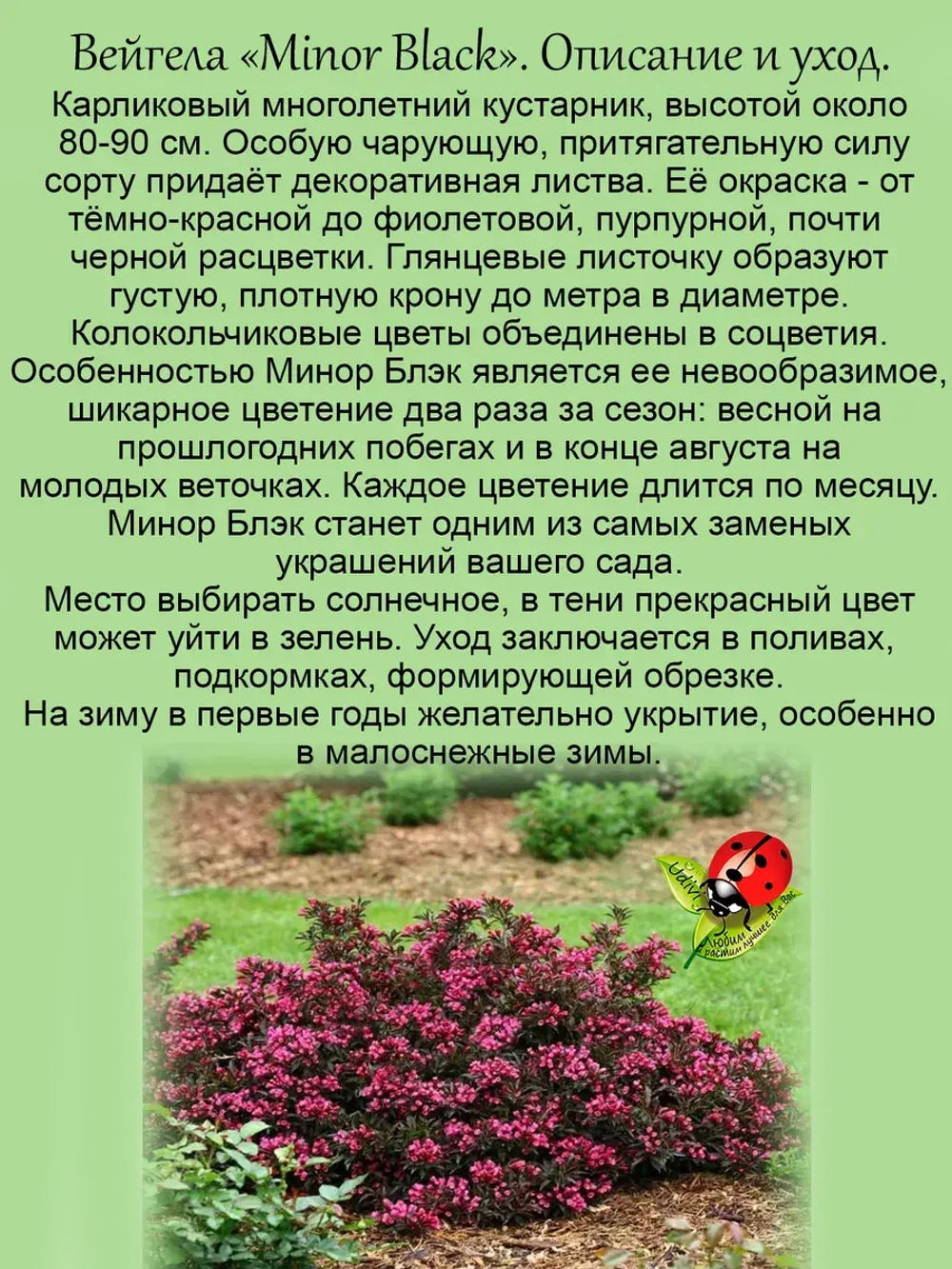 Вейгела Минор Блэк тёмнолистная