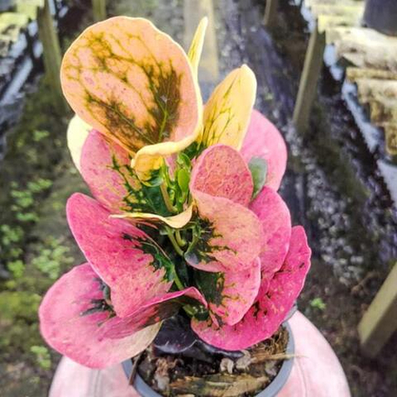 Кротон SRI SANGA