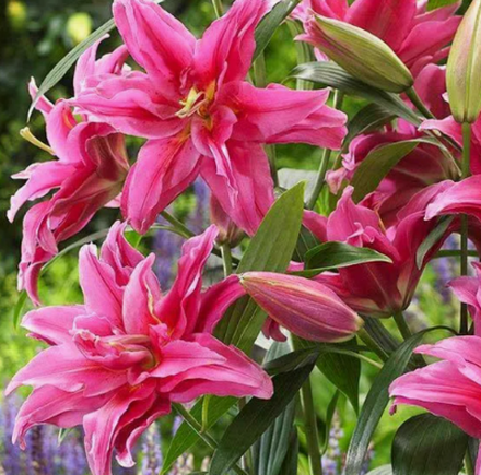 Лилия Розелили Елена луковица март 2026