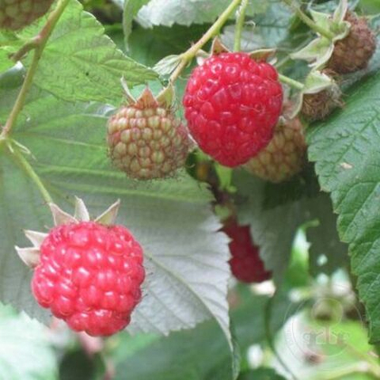 Малина ремонтантная сорт Августовское чудо