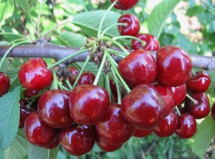 Вишня Десертная Морозовой ЗКС контейнер 7,5л, 3х летний саженец май 26