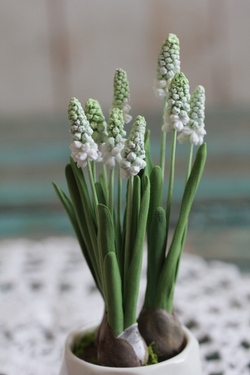 Мускари. Мышиный гиацинт